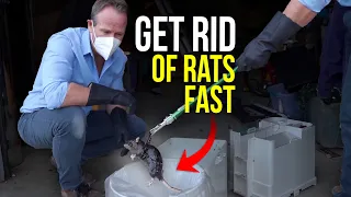 The BEST way to GET RID of Rats and Mice Quickly! New trapping system holds 37 rats!!
