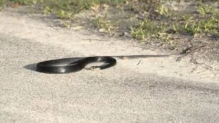Black Racer snake having a seizure