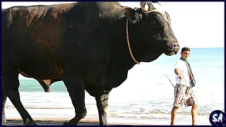 Los 10 Toros Más Grandes Del Planeta Tierra