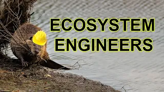 The Beaver's Vital Role as an Ecosystem Engineer