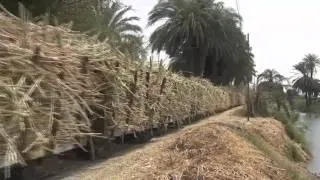 Egyptian Sugar Cane Railway