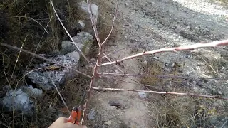 Preparación de almendro para injerto