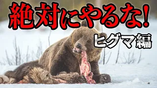 ヒグマに遭遇したら...