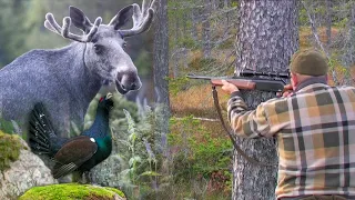 Hunting in Sweden - Moose and Wood Grouse Hunting 2 | Lov u Švedskoj - Lov na losa i tetreba II deo