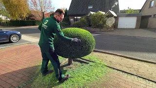 PERFECTLY Trimming a Topiary Thuja SHAPING