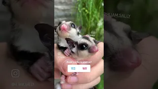 Baby Sugar Glider Twin #hiiamsally #sugarglider #sugargliders #sugargliderlover #exoticanimals