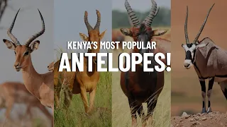 10 Most Popular Antelope Species in Kenya - Travel Video
