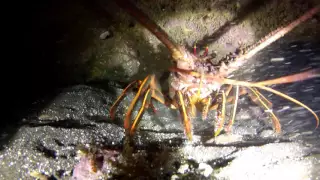 California Lobster Diving Day and Night!