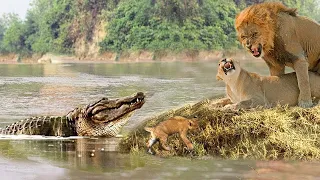 बच्चे को बचाने के लिए शेर ने किया अनोखे कारनामे | When Crocodile try to Kidnap Lion Cub