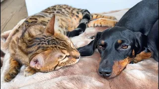 Dachshunds & Bengal Cat are dreaming at the same time.