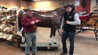 Blanket Fitting Made Easy: How to Measure Your Horse