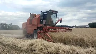 Żniwa żyta i złamany szetler w puł pozdrawiam.