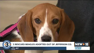 Beagles rescued from Virginia breeding facility adopted out of Humane Society of Jefferson Co.