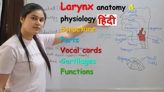 Larynx anatomy & physiology in hindi | parts | structure | vocal cord | cartilages | functions