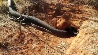 Biggest  African Rock Python EVER Caught on Camera!! HUGE SNAKE !!