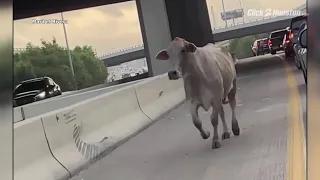 Cow and alligator stop traffic in Houston