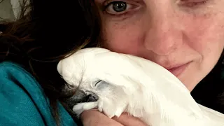 This cockatoo talks almost like a human with sore throat
