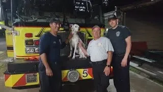 Dalmatian Sneaks Into Fire Station Asking For Help After Being Separated From Owner