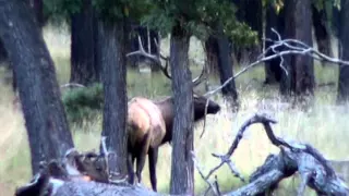 Elk Scream