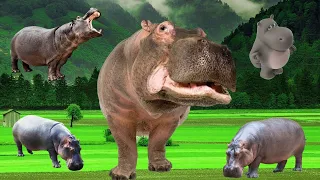 Wild animals make a wide range of noises  =  Hippo sounds, Animal sounds