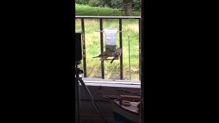 Mum too feeds the Bullfinch chick !