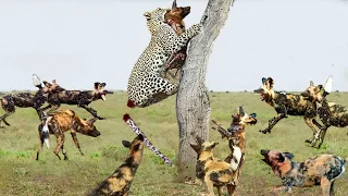 Leopard Vs Wild Dogs ►Mother Leopard Sacrifices Herself To Save Her Cubs From A Pack Of Wild Dogs