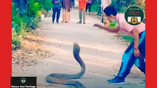 The Thai man was holding the giant king cobra with bare hands. #NatureAndHeritage🐯. |Snake Catcher|