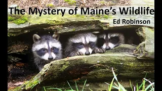 The Mystery of Maine's Wildlife: A Talk by Ed Robinson