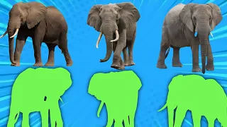 CUTE ANIMALS Elephant, Africa, Ingland, India, Sumatran ( Choose The Right puzzle) #elephant