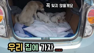 아기강아지 8마리와 어미개 모두 안전하게 구조 했습니다