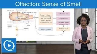 Olfaction: Sense of Smell – Physiology | Lecturio Nursing