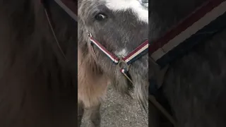 Vårrus i paddocken