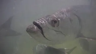 GIANT TARPON - Huge Tarpon Bites Kent's Hand in Super Slow Motion!