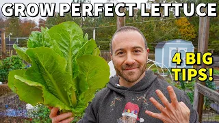 Never Fail GROWING LETTUCE Again! 4 Rules For BIG SUCCESS!
