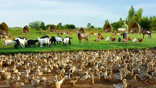 Brilliant Methods to Raise Ducks & Goats on a Free-range Farm! Why is duck farming a good business?