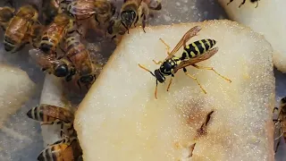 Star bee wasp chasing bees off pear.