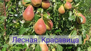 Груша Лесная Красавица. Бельгийский сорт, как растёт в Подмосковье.