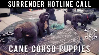 11 Cane Corso Puppies Rescued | New York Bully Crew