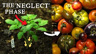 My One Tip for BIG Tomato Harvests