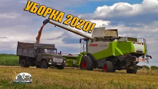 Зил 130 вывозит по 9 тонн пшенице от комбайна Claas Lexion 580!