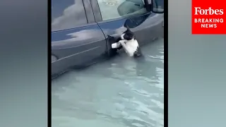 Dubai Police Rescue A Cat From The Flood Waters Caused By Heavy Rainbrooks