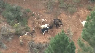 Monterías de jabalí en Extremadura: grandes bocas / Driven Hunts of wild boars in Extremadura