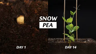 Snow Pea Germination and Growth - A 14 Day Time Lapse