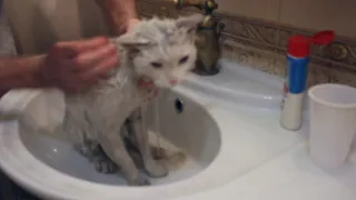 Как отмыть белого кота от мазута