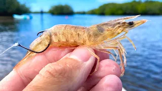Fishing with LIVE Shrimp at Low Tide: VERY Easy Technique
