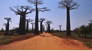 Madagascar l`ile rouge - Documentaire