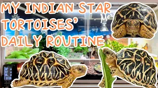 DAILY care routine with my baby Indian Star Tortoises 🐢 | Gemini x Nova x Luna ❤️ | #tortoiselife