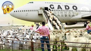 O MAIOR TRANSPORTE DE GADO DA HISTÓRIA! - Exportação de Boi Navio e Avião!