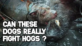 Hunting WILD HOGS with Dogs | AND How to BARBECUE Wild Boar Meat if you're a MEATEATER