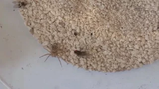 Sicarius terrosus (six eyed sand spider) hiding and feeding